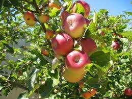 Apple Tree